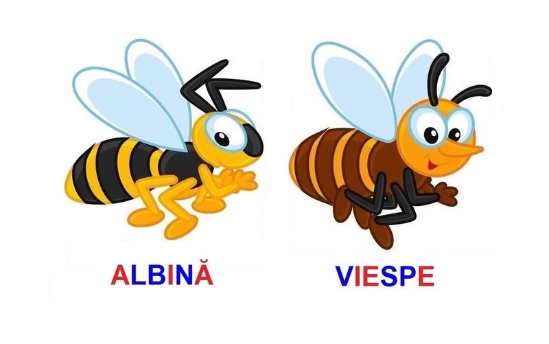 IN-6 Joc  Insecte - 2D