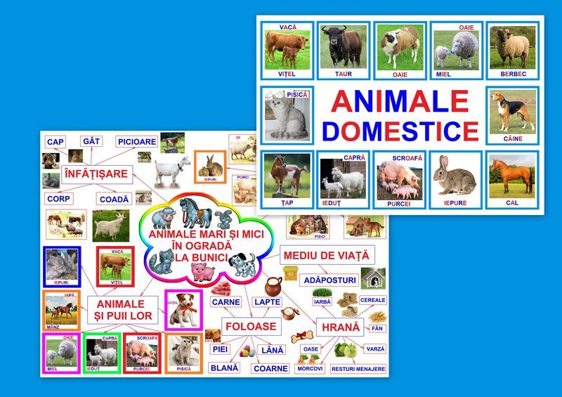 Animale mari şi mici în ogradă la bunici PT-1