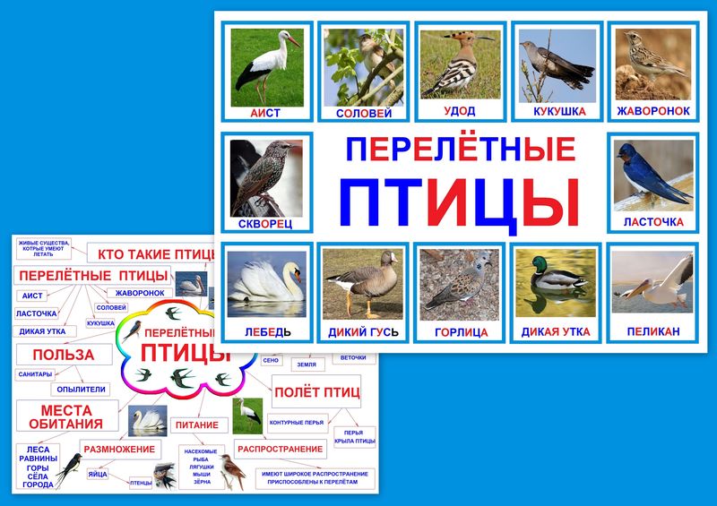 Перелетные птицы art.PT-204