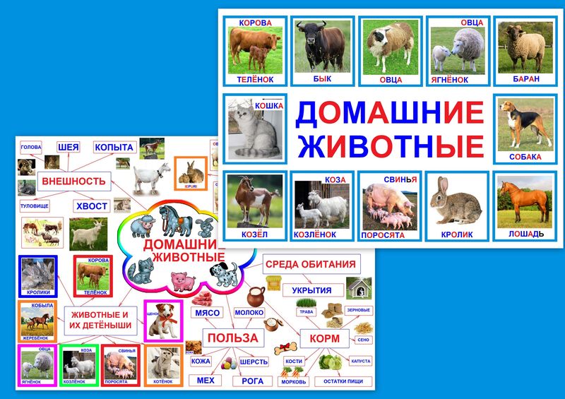 Домашние животные art.PT-201
