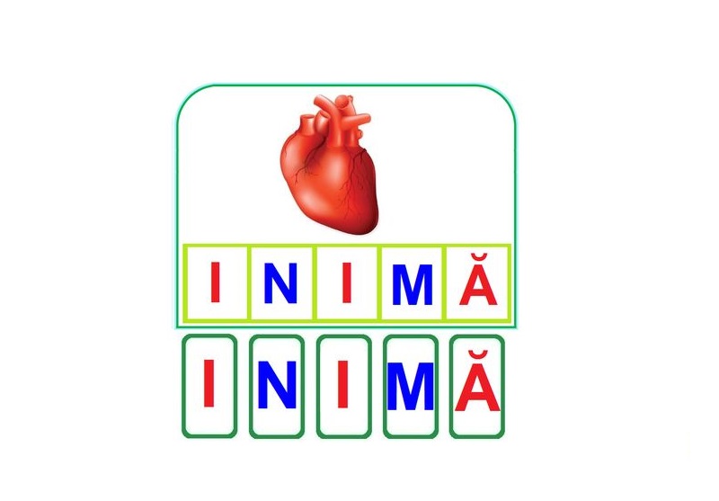 OM-30 Joc cu cleşte Organe interne ale omului