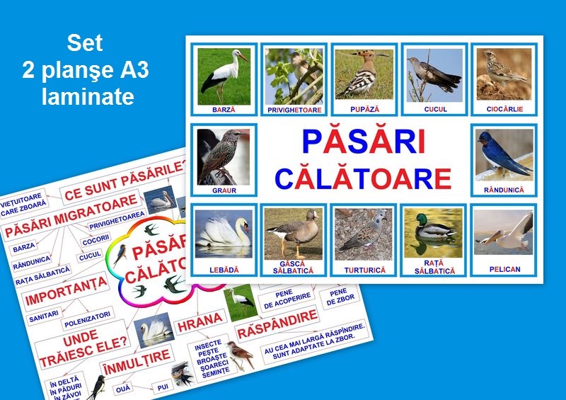 Păsări călătoare PT-4