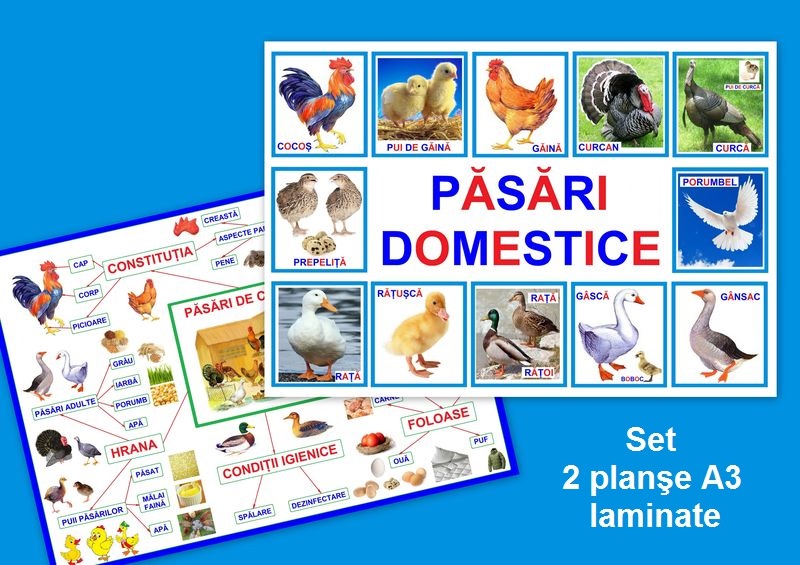 Păsări domestice PT-3