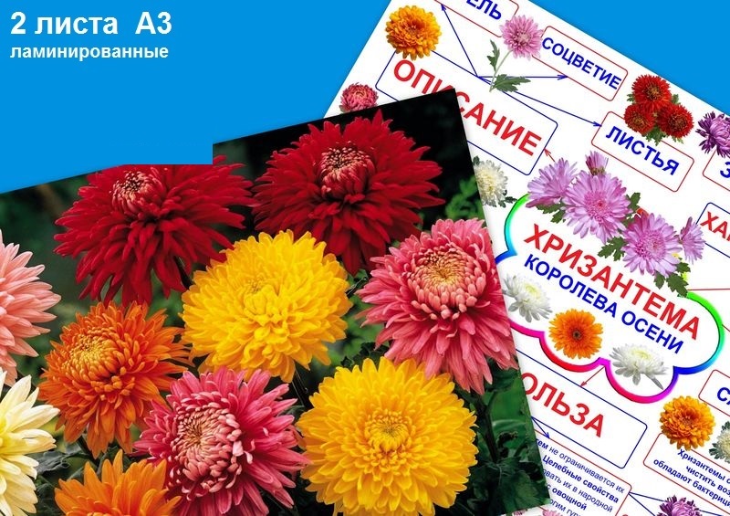 Хризантема PT-317