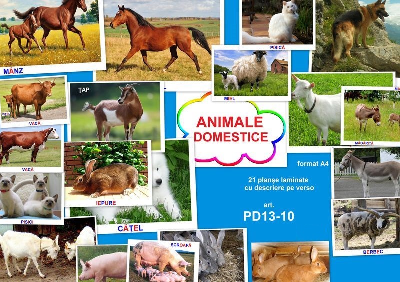 PD13-10 Animale domestice