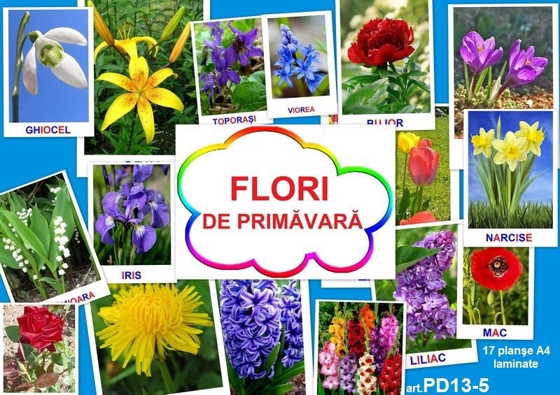 PD13-5 Flori de primăvară