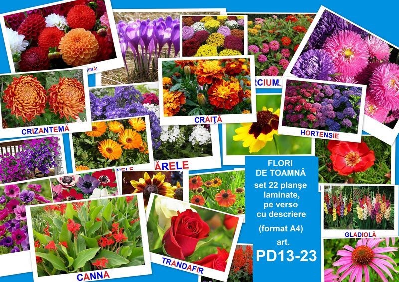 PD13-23 Flori de toamna