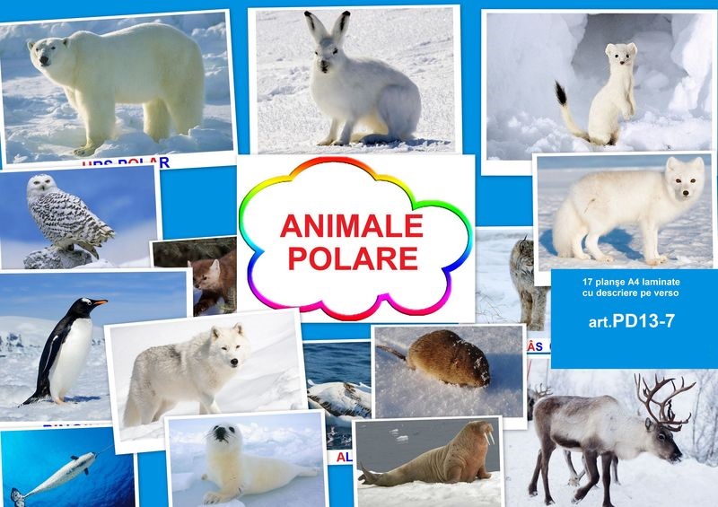 PD13-7 Animale polare