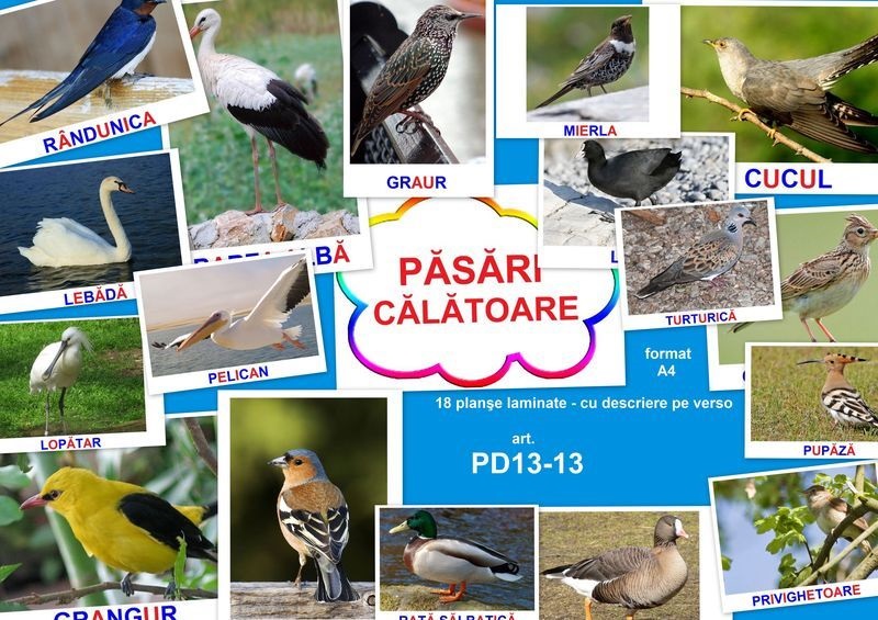 PD13-13 Păsări călătoare