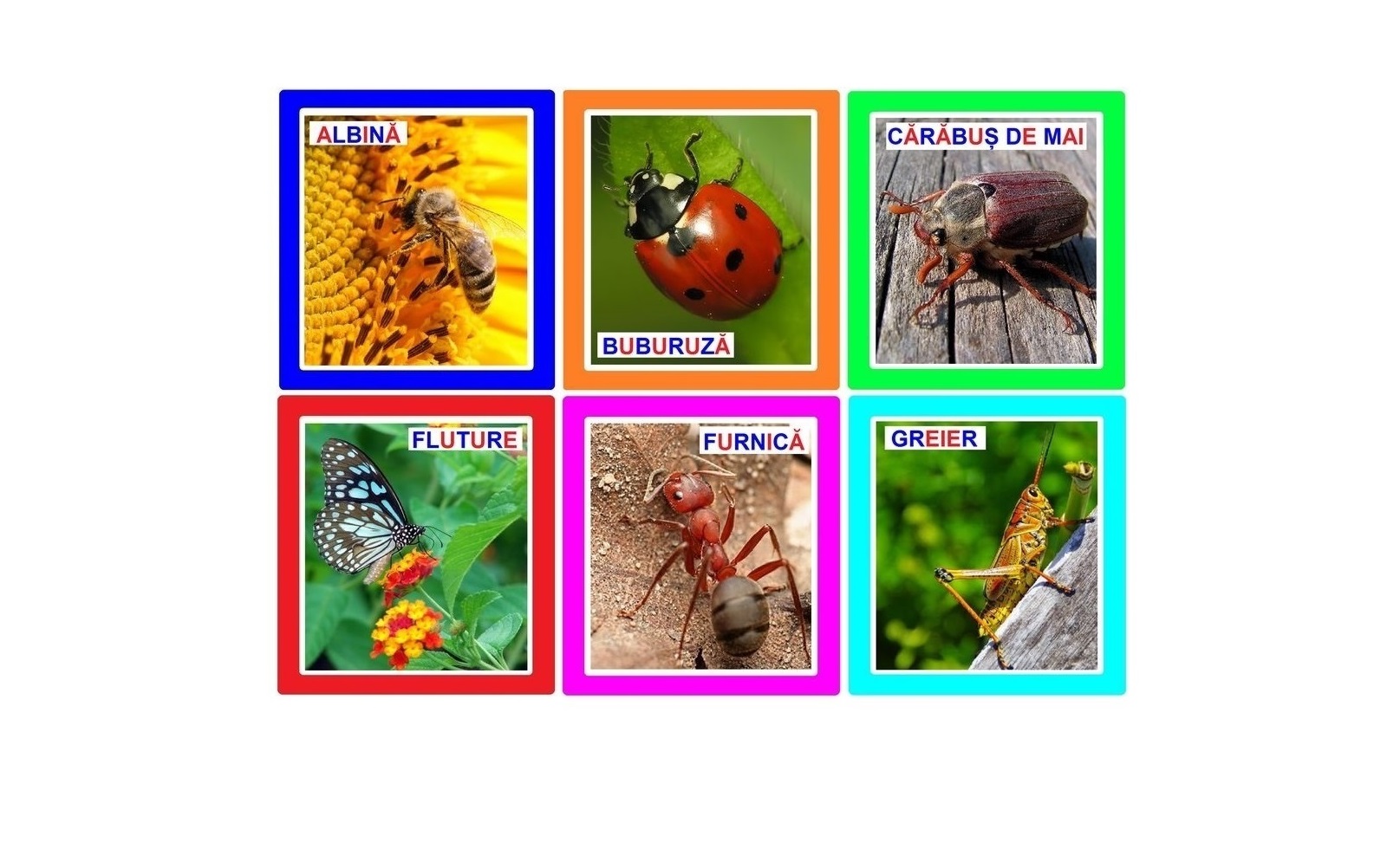 IN-10 Joc cu cleşte Insecte