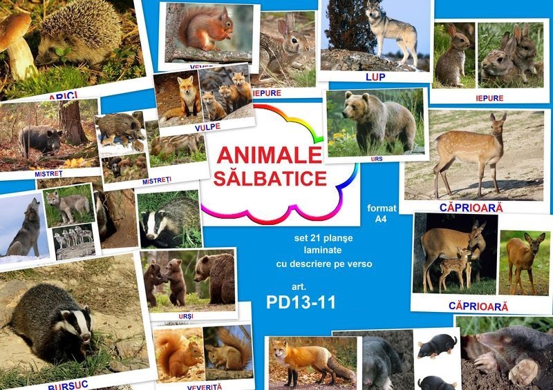 PD13-11 Animale sălbatice