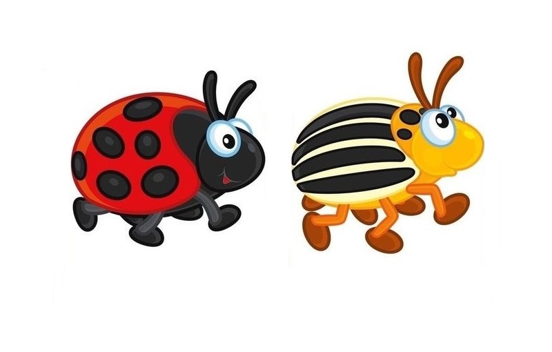 IN-5 Joc Insecte - 2D