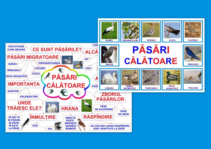Pasari călătoare PT-4