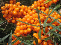 Catina alba (seminte) (per 100 gr)